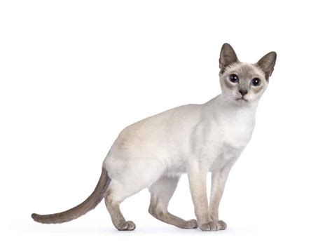 Lilac Point Siamese Cats A Comprehensive Overview