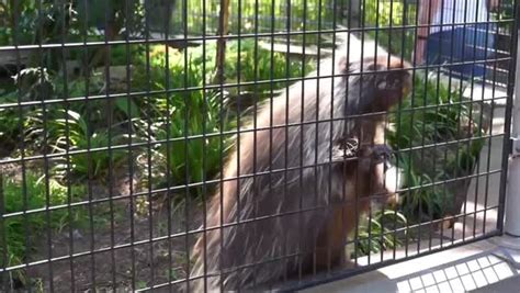 Funny North American Porcupine Performing A Dance Stock Video Footage