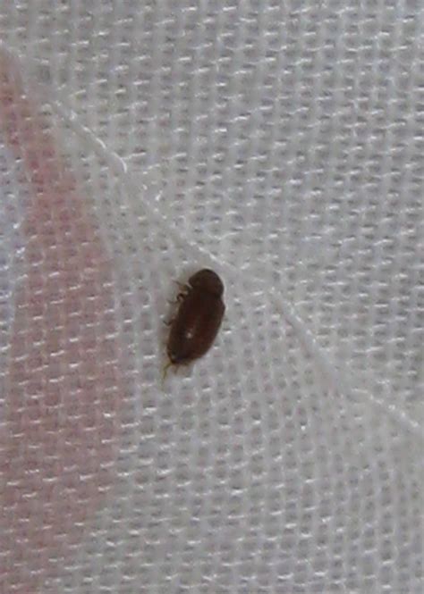 Very helpful if you want to know what kind of creepy crawley you find! NaturePlus: What is this small brown beetle?