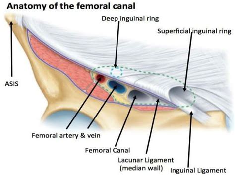 Femoral Sheath And Femoral Canal Medical Junction