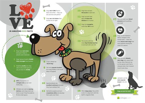 Learn Some Fun Facts About Dogs With This Visual Chart Fun Facts