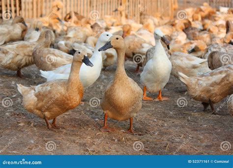 Brown Ducks In Farm Stock Image Image Of Muscovy Water 52371161