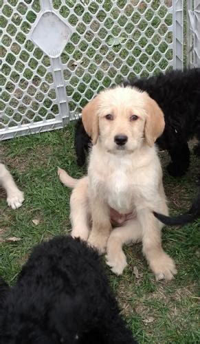 Sorry, no older australian labradoodle puppies available at this time! Labradoodle Puppy for Sale - Adoption, Rescue for Sale in Litchfield, Minnesota Classified ...