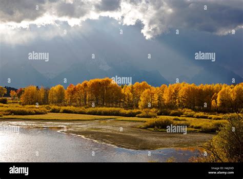 Teton Mountains And Aspen Trees Golden In Autumn View From Oxbow Bend
