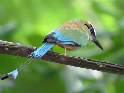 Aves De Costa Rica Imágenes Taringa