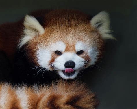 Red Panda Tongue Out Photograph By Cr Courson Fine Art America