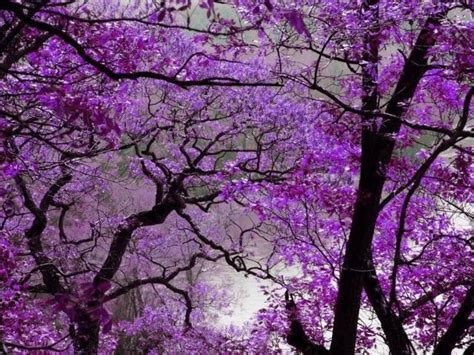 Online Gallery Purple Spring Hd Wallpapers