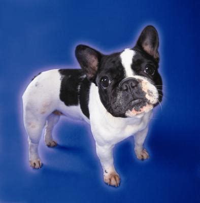 My new bulldog blog site: French Bulldog Health Problems | Dog Care - The Daily Puppy