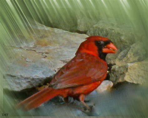 Cardinal Scout Photograph By Debra Vatalaro Fine Art America