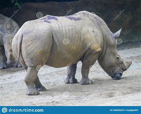 White Rhinoceros The White Rhinoceros Or Square Lipped Rhinoceros
