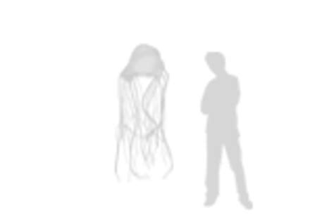 Australian Box Jellyfish Size Comparison