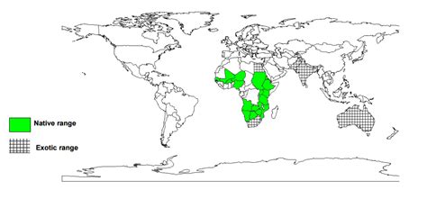 We did not find results for: Gum arabic tree (Acacia senegal) | Feedipedia