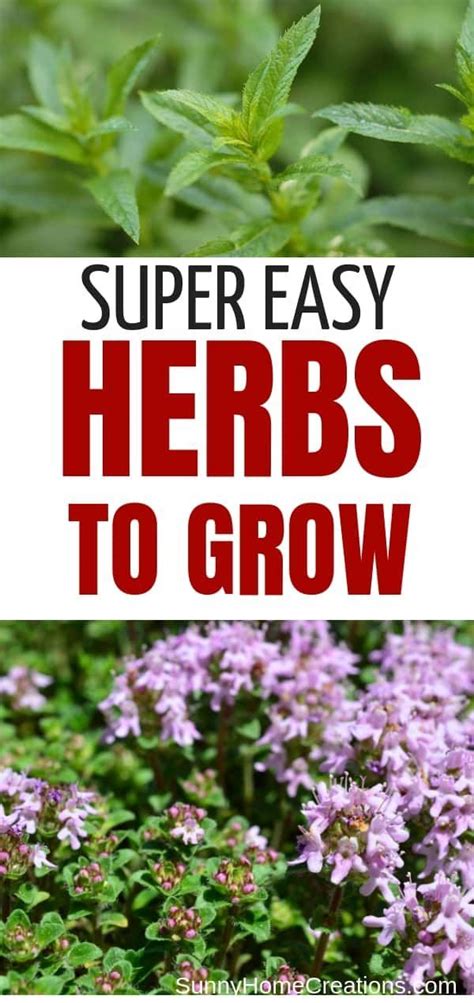 Best Medicinal Herbs Easy Herbs To Grow Medicinal Herbs Medicinal
