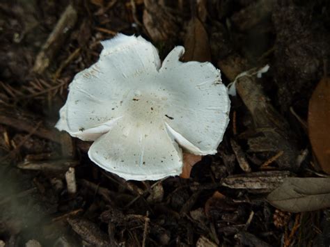 Houston Gardens Wild Mushrooms