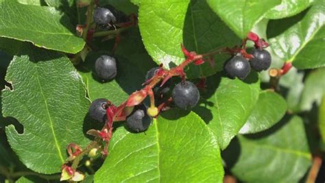 Discover more posts about berriers. These B.C.-grown berries may be the world's healthiest ...