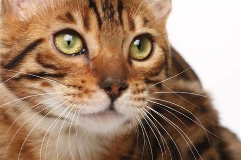 If you're looking for bengal cat information, you've come to the despite its name, the bengal cat is not a tiger. Hindi Names for Female Cats - With Meanings