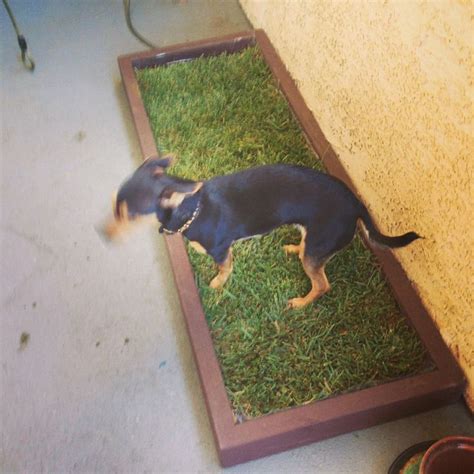 Give yourself one less thing to worry about with our monthly sod subscription. 25 best images about Pet Potty on Pinterest | Lovedogs ...