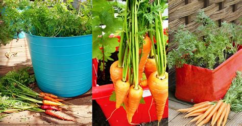 Growing Carrots In Containers How To Grow Carrots In Pots