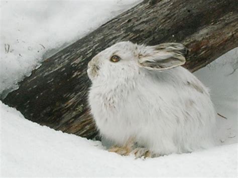 Snowshoe Hare Snowshoe Hare A Beautiful Animal The Wildlife