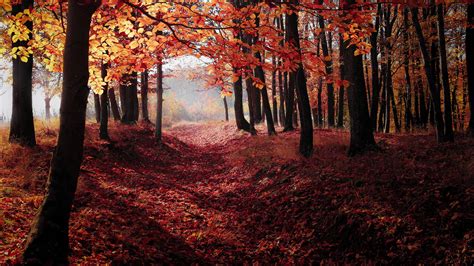 Autumn Woods Trees Fall Forest 4k Trees Wallpapers Nature Wallpapers