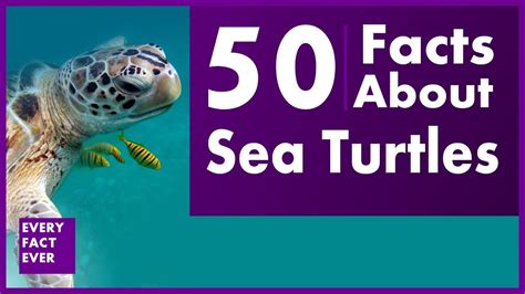 50 Facts About Sea Turtles Youtube
