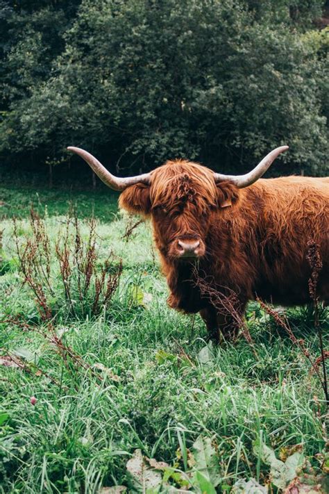 Patis Photography Scottish Highland Cattle Beautiful
