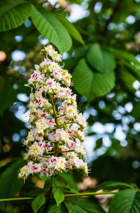 Bunch Of Flowers Of The Horse Chestnut Tree Stock Photo Image Of