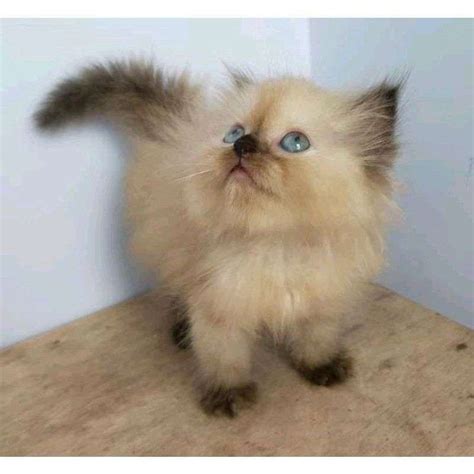 Jual Kucing Ras Himalaya Kitten Persia Medium Anggora Himalaya Flatnose Peaknose Bulu Kapas