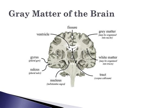 Ppt The Brain Powerpoint Presentation Free Download Id2280029