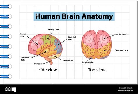 Information Poster Of Human Brain Diagram Illustration Stock Vector