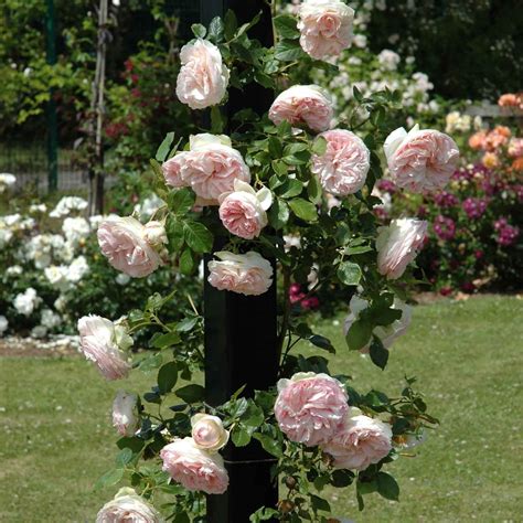 Rosa E Garden Of Eden Eden Climbing Rose Design Climbing Roses