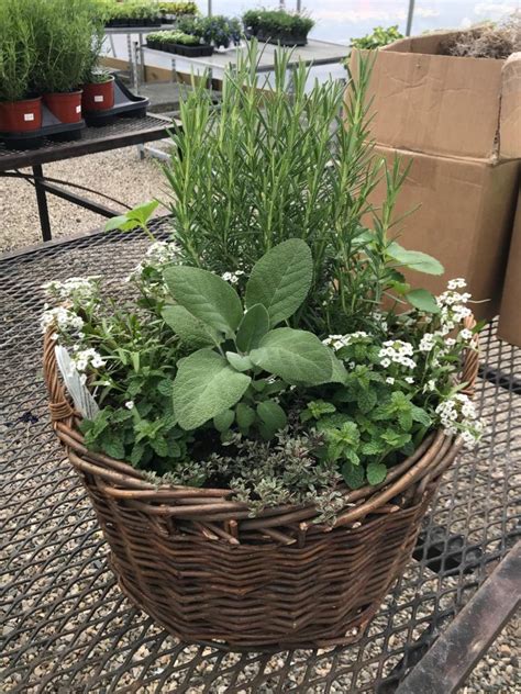 Container Planting Dirt Simple Container Plants Plants Outside Plants