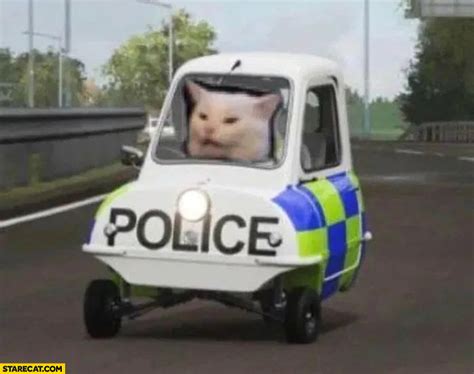 Cat In Cop Car Catsxd