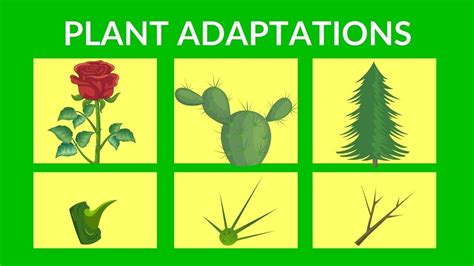 Class 4 Science Lesson 2 Adaptations In Plants Exercise Youtube