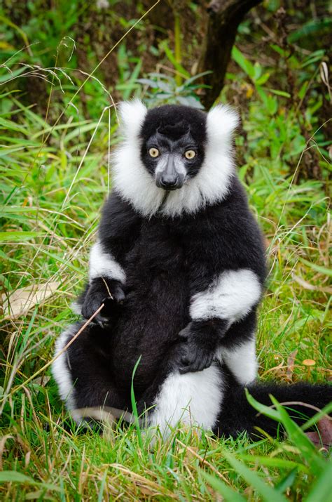 Free Images Bokeh Wildlife Mammal Fauna Primate Gibbon