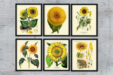 Set Of 6 Sunflowers Art Antique Sunflower Print Vintage Etsy