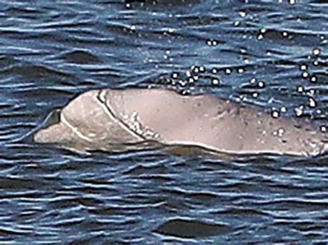 Benny The Beluga Whale Forces Fireworks Display Postponement The Australian