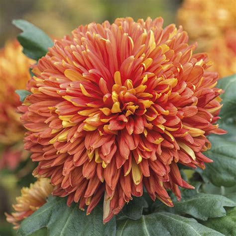 Broadway Chrysanthemum 5 Plant Collection Early Despatch From Woolmans