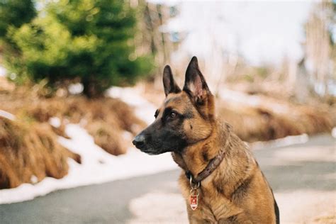 K9 Training Best Dog Breeds For Police K9 Training