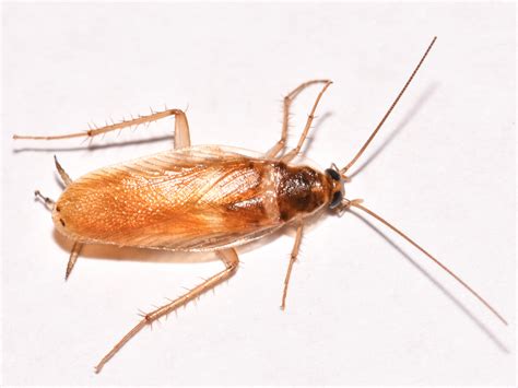 Brown Banded Cockroaches Identification And Control