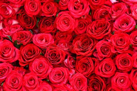 Pink Red Rose Flower Background Stock Photo Image Of Flower Romance