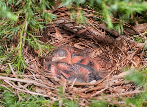 Northern Cardinal Nest In A Cedar Tree Stock Photo Image Of Life