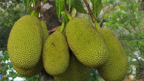 40 कटहल का पेड़ और फल की जानकारी Jackfruit Tree In Hindi