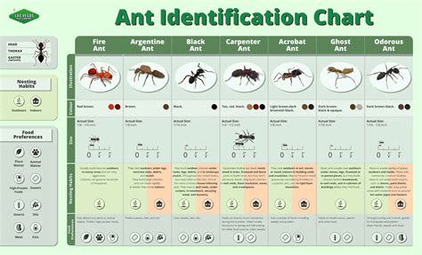 Common Ants In Las Vegas Las Vegas Pest Control