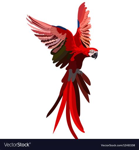 Colorful Red Flying Parrot Royalty Free Vector Image