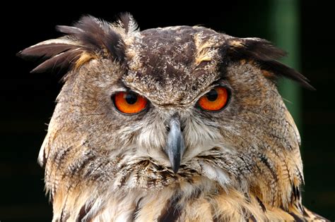 European Eagle Owl Face Closeup Birds Wildlife Photography By