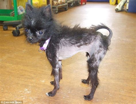 How Celebrity Craze For ¿handbag¿ Dogs Left Chihuahua With Severe Skin