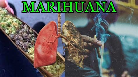 Marihuana Pros Y Contras De El Uso De La Marihuana Efectos Y Riesgos