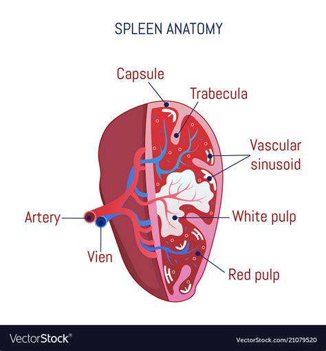 Spleen Anatomy Icon Cartoon Style Royalty Free Vector Image