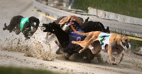 Bet it all on love 7. Greyhound Racing in Alabama | GREY2K USA Worldwide